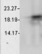 Crystallin Alpha B antibody, orb67349, Biorbyt, Western Blot image 