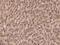 Wnt Family Member 1 antibody, 310638-T08, Sino Biological, Immunohistochemistry paraffin image 