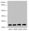 Cysteine Rich Protein 2 antibody, LS-C675590, Lifespan Biosciences, Western Blot image 