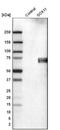 SRY-Box 11 antibody, NBP2-14782, Novus Biologicals, Western Blot image 