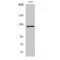 RAN Binding Protein 6 antibody, LS-C385764, Lifespan Biosciences, Western Blot image 