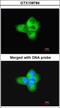 Tubulin Alpha 1a antibody, GTX108784, GeneTex, Immunofluorescence image 