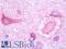 Phospholipase A1 Member A antibody, LS-B10189, Lifespan Biosciences, Immunohistochemistry frozen image 
