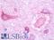 Phospholipase A1 member A antibody, LS-B10189, Lifespan Biosciences, Immunohistochemistry frozen image 