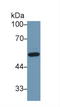 GC Vitamin D Binding Protein antibody, LS-C300318, Lifespan Biosciences, Western Blot image 