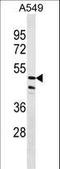 Zinc Finger Protein 708 antibody, LS-C157497, Lifespan Biosciences, Western Blot image 