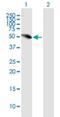 UHRF1 Binding Protein 1 Like antibody, H00023074-B01P, Novus Biologicals, Western Blot image 