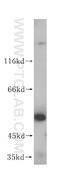 Alpha-L-Fucosidase 2 antibody, 15157-1-AP, Proteintech Group, Western Blot image 