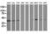 Growth Arrest Specific 7 antibody, NBP2-03061, Novus Biologicals, Western Blot image 