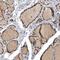 Programmed Cell Death 4 antibody, NBP1-83301, Novus Biologicals, Immunohistochemistry paraffin image 