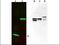 SPANX Family Member C antibody, NBP1-03285, Novus Biologicals, Western Blot image 