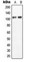 Anoctamin 7 antibody, orb224095, Biorbyt, Western Blot image 