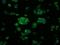 Serine Racemase antibody, MA5-25058, Invitrogen Antibodies, Immunocytochemistry image 