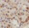 Sphingosine-1-Phosphate Receptor 5 antibody, FNab07571, FineTest, Immunohistochemistry frozen image 