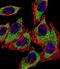 hAG-2 antibody, PA5-13270, Invitrogen Antibodies, Immunofluorescence image 