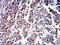 Unr antibody, NBP2-61760, Novus Biologicals, Immunohistochemistry frozen image 