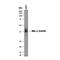 C-Type Lectin Domain Containing 5A antibody, AF2384, R&D Systems, Western Blot image 