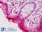 Jun-d antibody, LS-B9020, Lifespan Biosciences, Immunohistochemistry paraffin image 