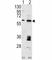 MDM2 Proto-Oncogene antibody, F42277-0.4ML, NSJ Bioreagents, Western Blot image 