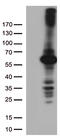 Aspartyl Aminopeptidase antibody, TA812760S, Origene, Western Blot image 