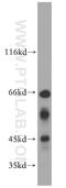 Tribbles Pseudokinase 3 antibody, 13300-1-AP, Proteintech Group, Western Blot image 