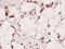 CAMP Responsive Element Binding Protein 1 antibody, PA5-36843, Invitrogen Antibodies, Immunohistochemistry frozen image 