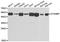 STAM Binding Protein antibody, A05964, Boster Biological Technology, Western Blot image 