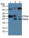 Heat Shock Protein Family B (Small) Member 1 antibody, LS-C663617, Lifespan Biosciences, Western Blot image 