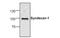 Syndecan 1 antibody, MBS835504, MyBioSource, Western Blot image 