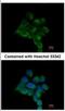 ILK Associated Serine/Threonine Phosphatase antibody, NBP2-16960, Novus Biologicals, Immunofluorescence image 