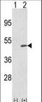 Tribbles homolog 2 antibody, LS-C160175, Lifespan Biosciences, Western Blot image 