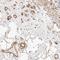 Nogo-B receptor antibody, HPA027504, Atlas Antibodies, Immunohistochemistry paraffin image 