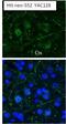 Huntington disease protein antibody, GTX54521, GeneTex, Immunohistochemistry frozen image 