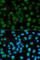 Emerin antibody, A1132, ABclonal Technology, Immunofluorescence image 