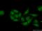 RNA Polymerase II Subunit I antibody, 17270-1-AP, Proteintech Group, Immunofluorescence image 