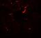 Vezatin, Adherens Junctions Transmembrane Protein antibody, NBP2-82044, Novus Biologicals, Immunofluorescence image 