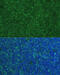 Phorbol-12-myristate-13-acetate-induced protein 1 antibody, 23-907, ProSci, Immunofluorescence image 