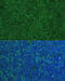 Phorbol-12-Myristate-13-Acetate-Induced Protein 1 antibody, 23-907, ProSci, Immunofluorescence image 