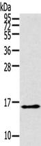 Thyroid Hormone Responsive antibody, CSB-PA574019, Cusabio, Western Blot image 