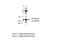 Eukaryotic Translation Initiation Factor 4E antibody, NBP1-57195, Novus Biologicals, Western Blot image 