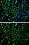 Prohibitin antibody, GTX65815, GeneTex, Immunocytochemistry image 