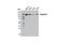 Exportin 5 antibody, 12565S, Cell Signaling Technology, Western Blot image 