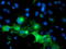 CD31 antibody, TA504804, Origene, Immunofluorescence image 