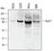RAD17 Checkpoint Clamp Loader Component antibody, AF1926, R&D Systems, Western Blot image 