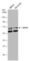 SRY-Box 11 antibody, GTX129501, GeneTex, Western Blot image 