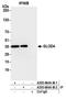 Glyoxalase Domain Containing 4 antibody, A305-664A-M, Bethyl Labs, Immunoprecipitation image 