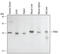 Serum paraoxonase/lactonase 3 antibody, AF4345, R&D Systems, Western Blot image 