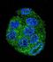 Ubiquitin D antibody, LS-C166057, Lifespan Biosciences, Immunofluorescence image 