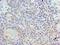 DNA Topoisomerase II Binding Protein 1 antibody, LS-C378718, Lifespan Biosciences, Immunohistochemistry frozen image 