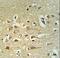 Protein FAM40B antibody, LS-C167899, Lifespan Biosciences, Immunohistochemistry frozen image 